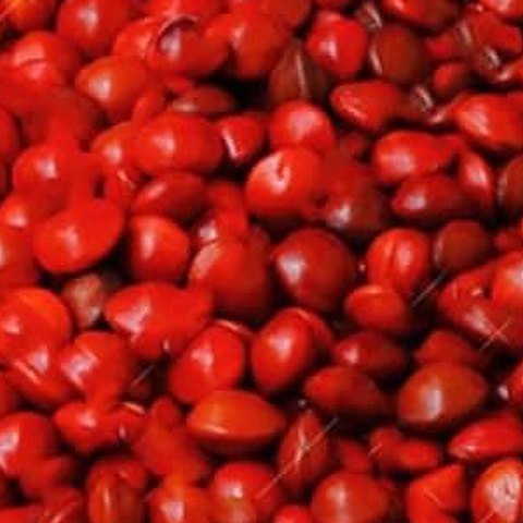Ruby Red coated seed